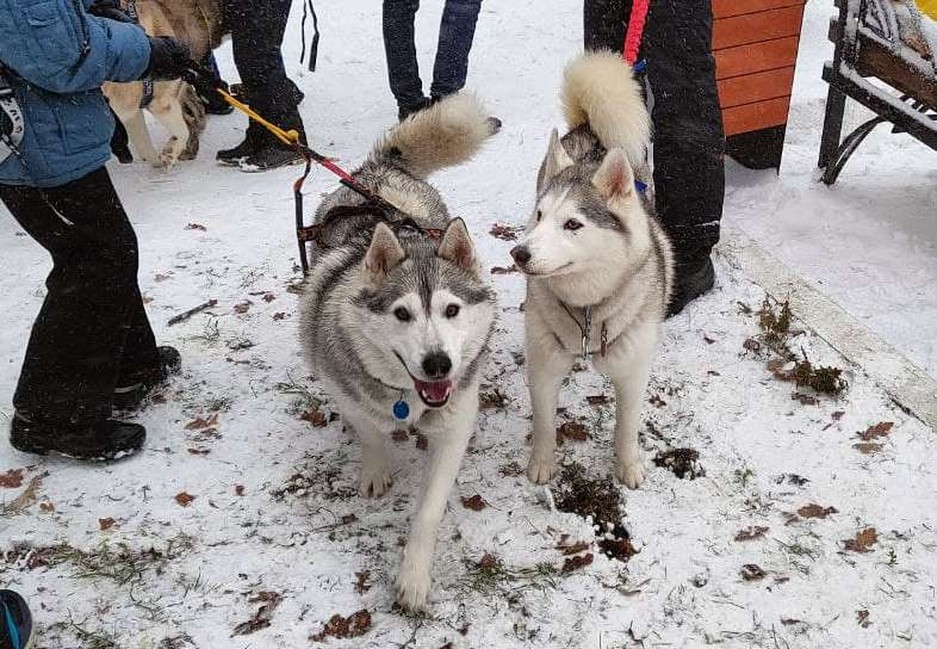 Фото: Маргарита Грачёва Хаски-trail впервые прошёл в Белгороде - Изображение 2