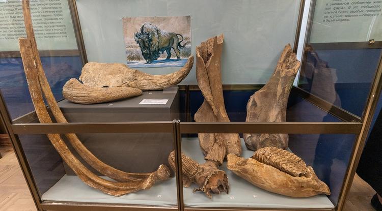 Мамонт по имени Гена