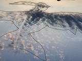 Нетипично большая колибри и любопытный петушок - Изображение 18