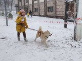 Хаски-trail впервые прошёл в Белгороде - Изображение 4