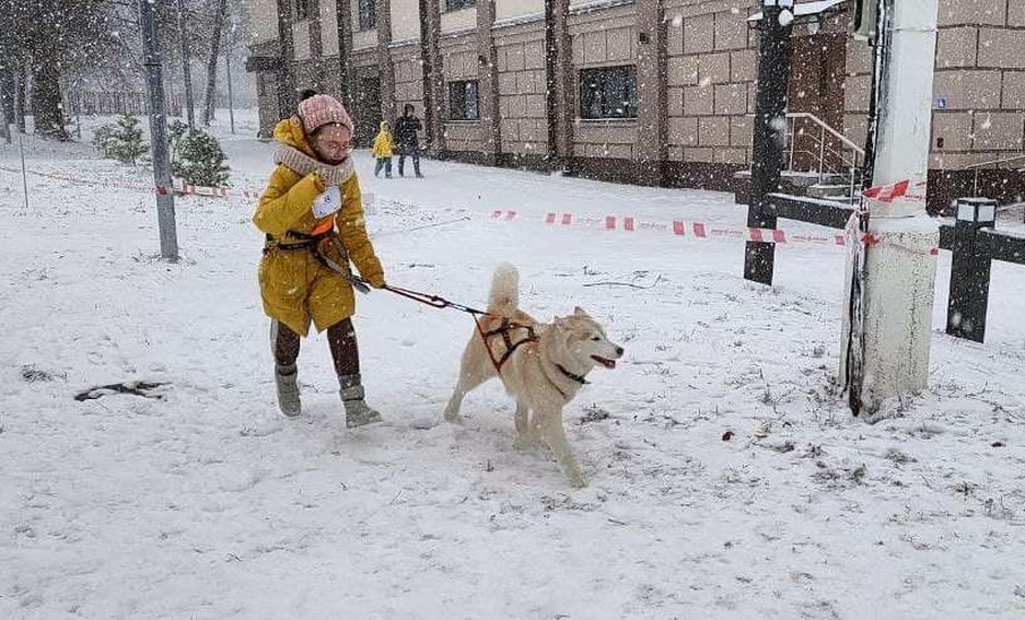 Фото: Маргарита Грачёва Хаски-trail впервые прошёл в Белгороде - Изображение 4