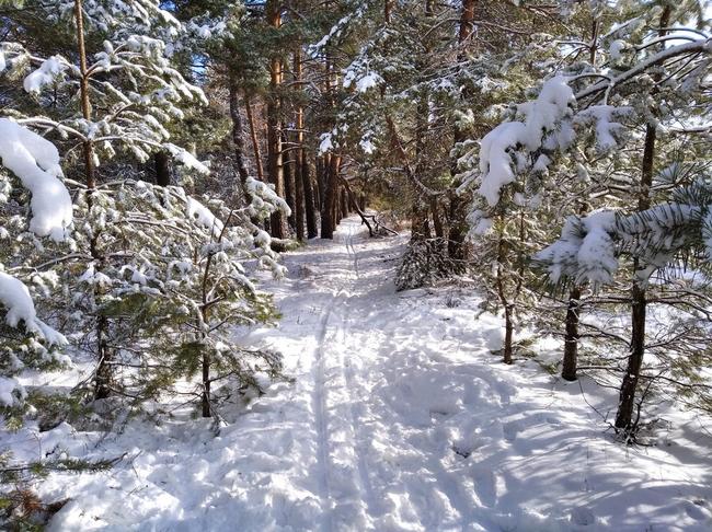 Зима в объективе