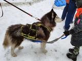 Хаски-trail впервые прошёл в Белгороде - Изображение 7