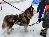 Хаски-trail впервые прошёл в Белгороде - Изображение 7