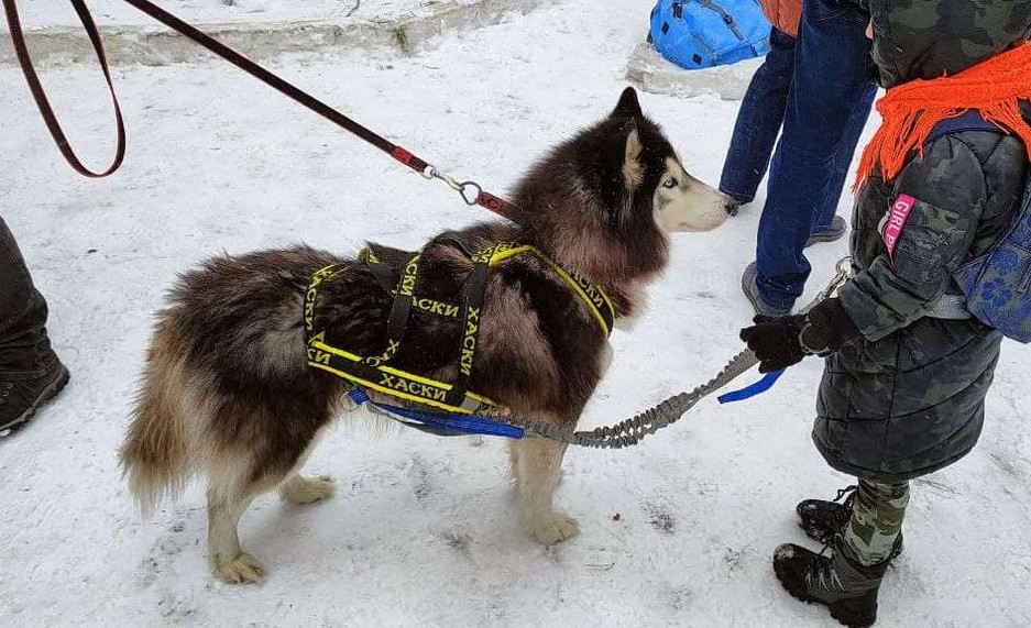 Фото: Маргарита Грачёва Хаски-trail впервые прошёл в Белгороде - Изображение 7