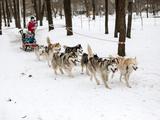 В Белгороде прошёл семейный забег «Хаски-Trail» - Изображение 12