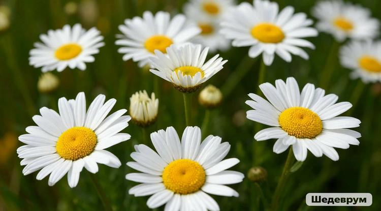 Солнечный цветок в аптечке: изучаем ромашку лекарственную