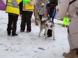 Хаски-trail впервые прошёл в Белгороде - Изображение 12