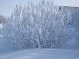 Красота зимнего леса - Изображение 8