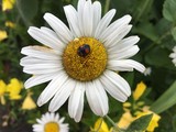 Летнее разноцветье - Изображение 3