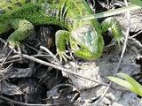 Красота белгородских лесов - Изображение 9
