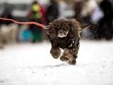 В Белгороде прошёл семейный забег «Хаски-Trail» - Изображение 14