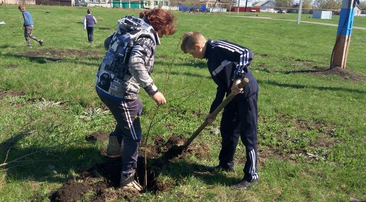 Всероссийская осенняя акция «Живи, лес!» прошла в Прохоровском районе