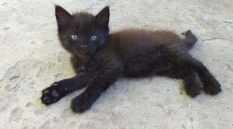 Замурчательные чёрные кошки