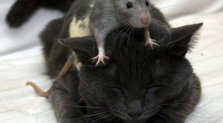 Как я принёс в школу мышку