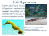 Международный день Чёрного моря - Изображение 11