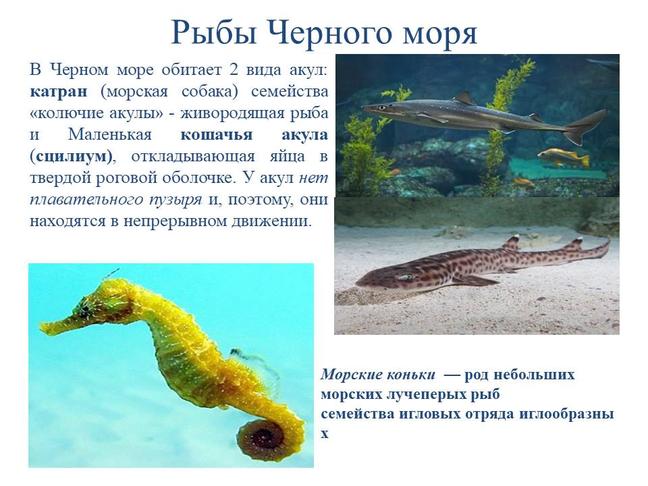 Международный день Чёрного моря