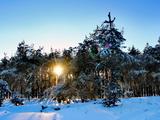 Красота зимнего леса - Изображение 14