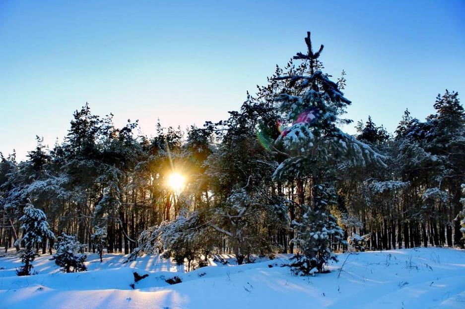 Красота зимнего леса - Изображение 14